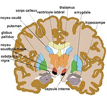 Anatomie des ganglions de la base — noyau caudé, putamen, pallidus, substantia nigra, thalamus, noyau sous-thalamique