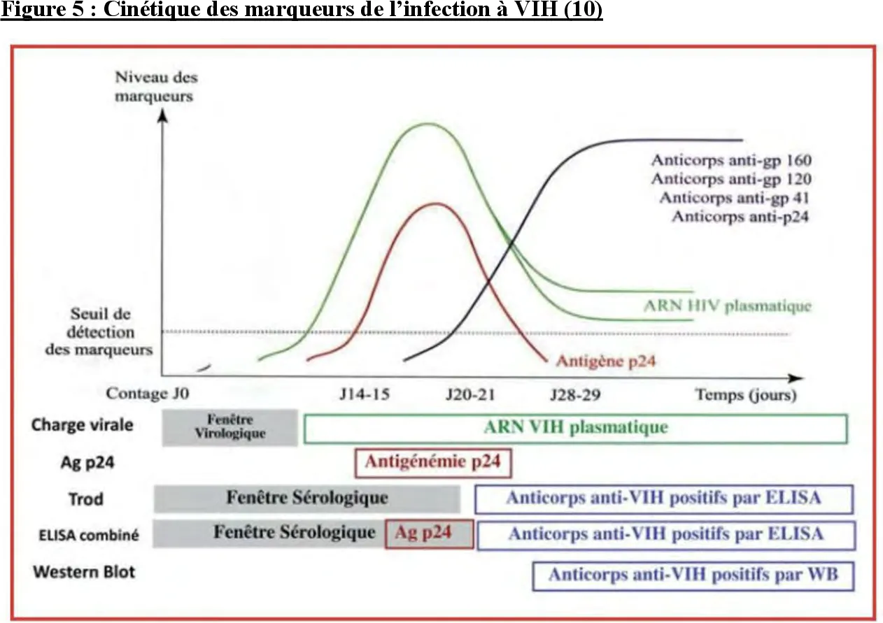 Cinétique des marqueurs de l'infection à VIH : ARN viral, p24, ELISA combiné, Western Blot