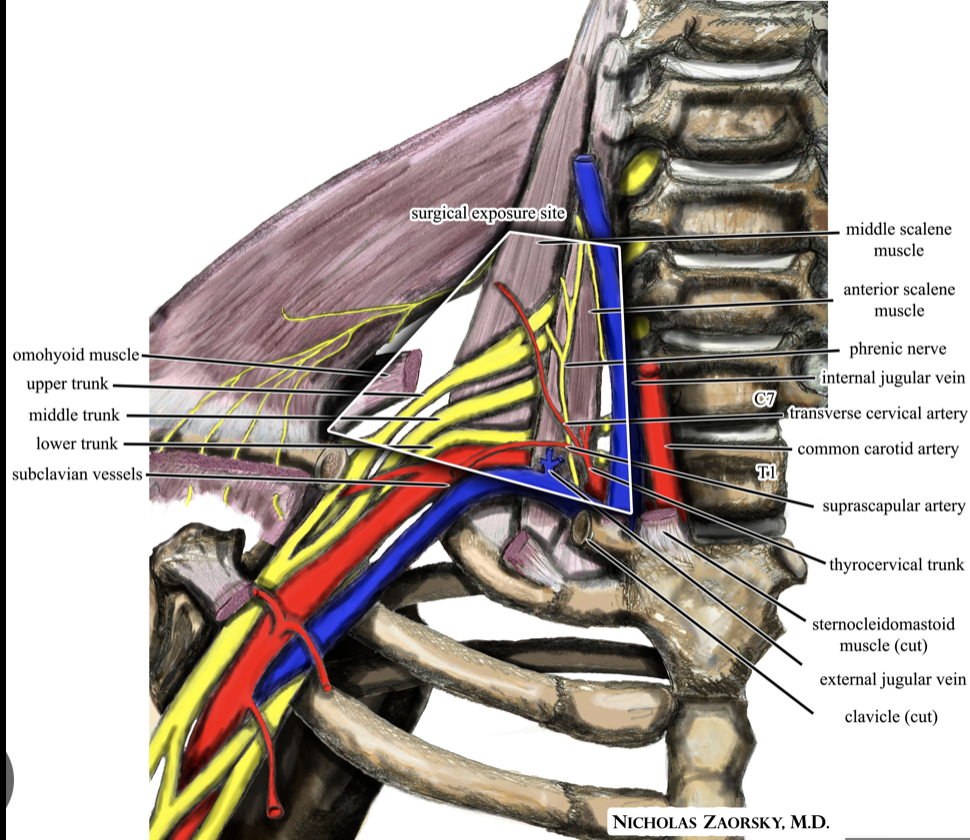 Défilé thoraco-brachial — vue 1